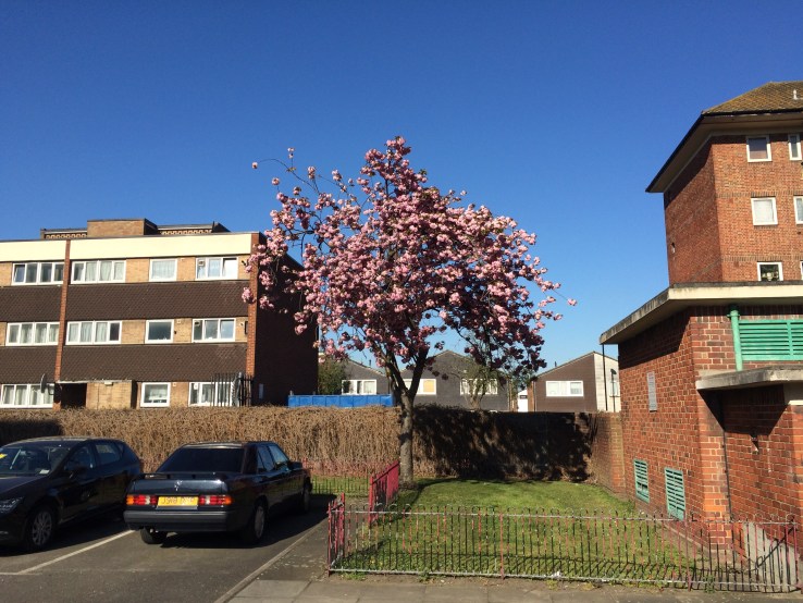 Head still in Tokyo but back in the streets of south London where the streets are full of cherry blossom